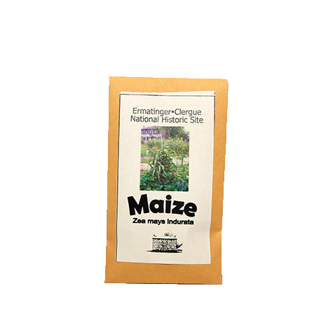 Maize Seeds